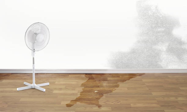 Best Basement water damage restoration  in Park Ridge, IL